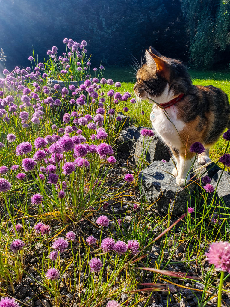 chat se promenant dans des fleurs de ciboulette