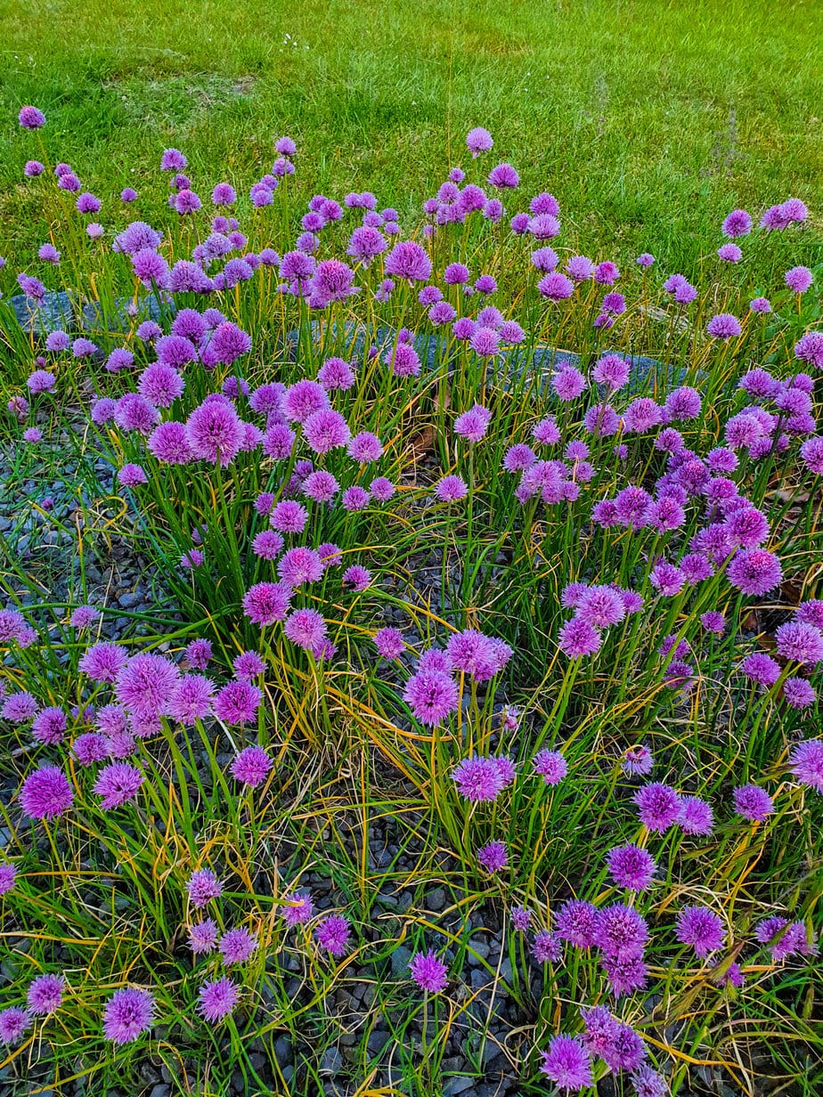chive blossoms on grass background