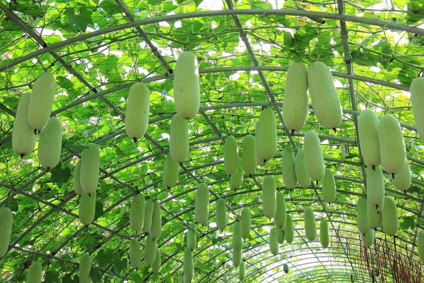courges qui pendent