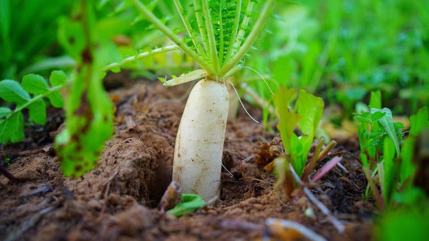 daïkon planté dans la terre