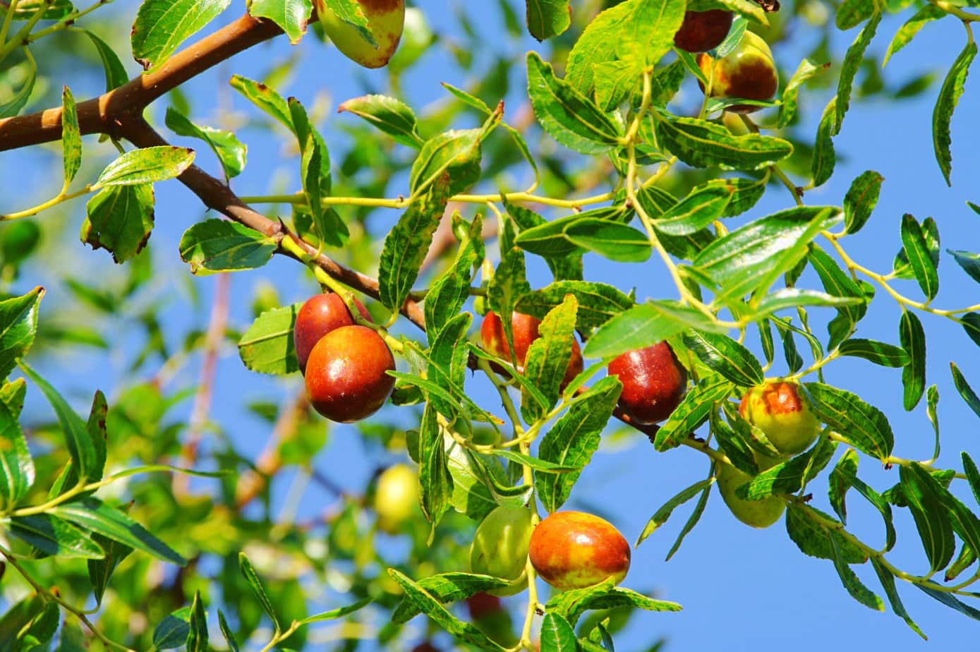 jujube ou dattes chinoises rouge dans un arbre