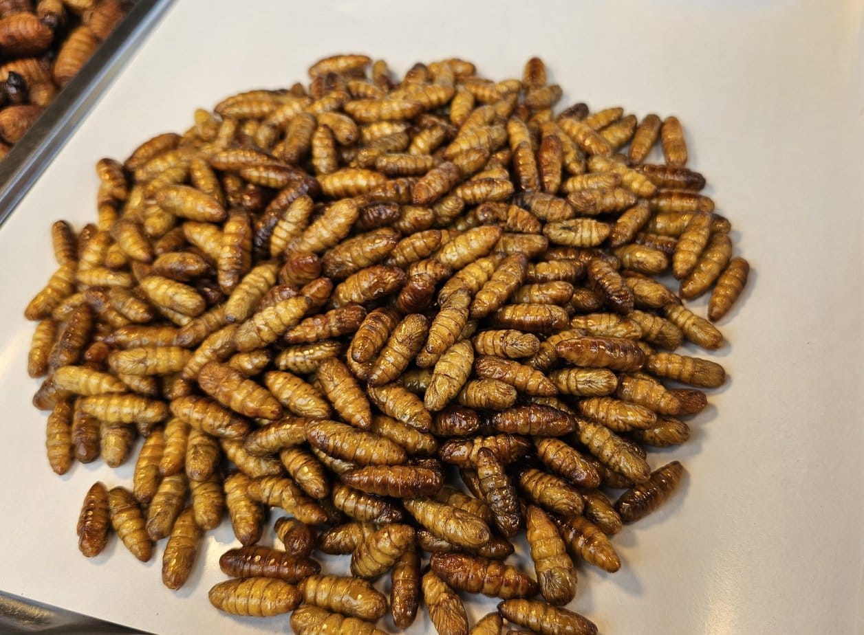 vers à soie comestibles thaïlandais sur un étal d'un marché de Patong