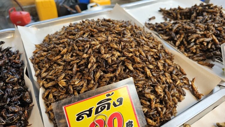 grillons frits thaïlandais sur un étal de marché nocturne