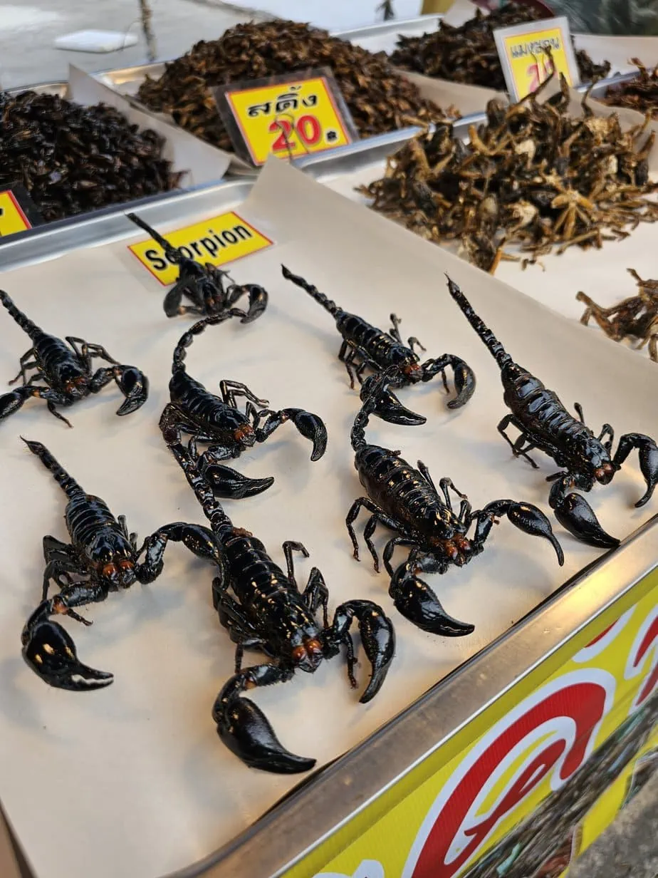 scorpions sur un étal de marché nocturne en thaïlandes