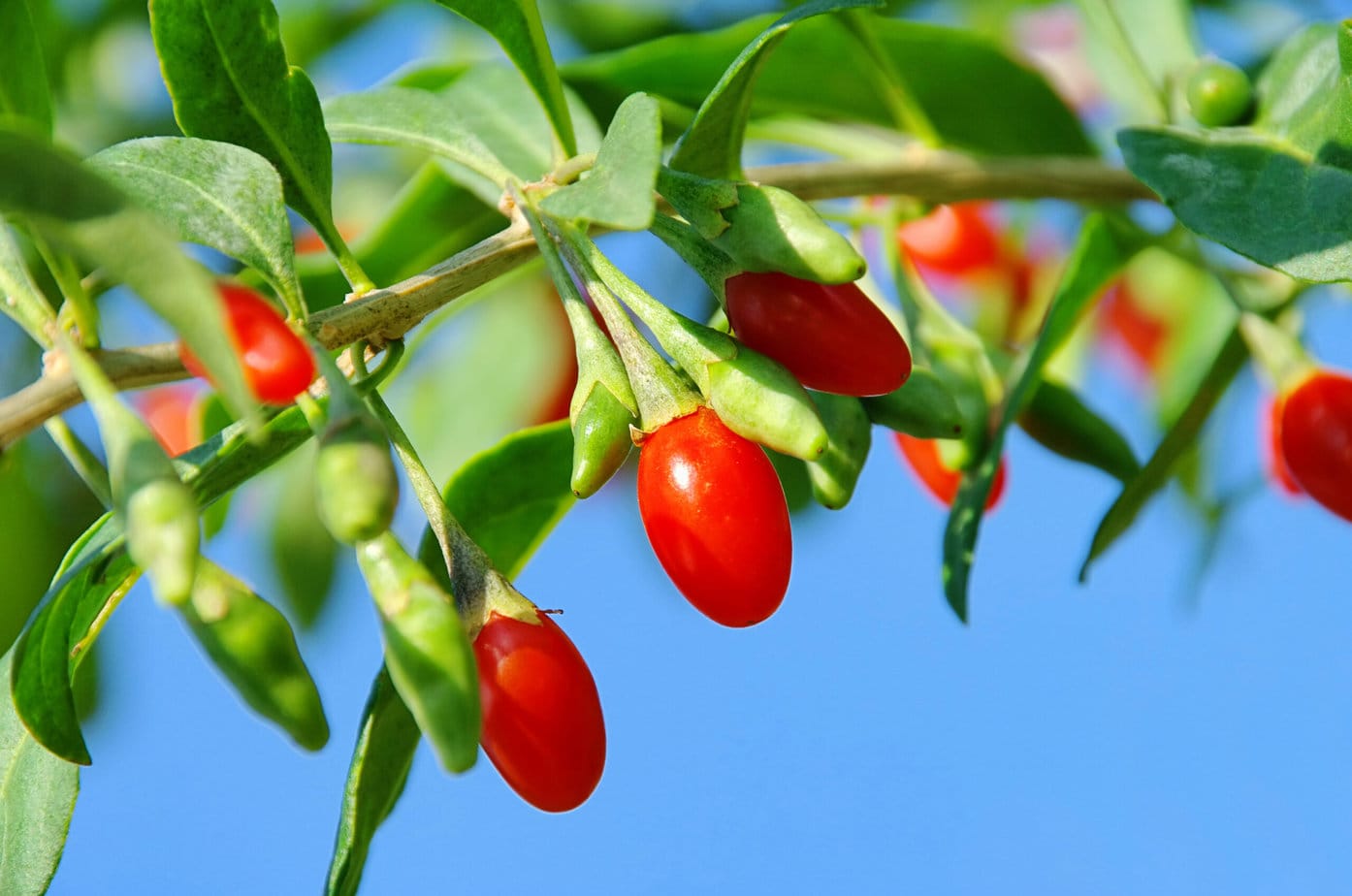 baies de goji sur un arbre 