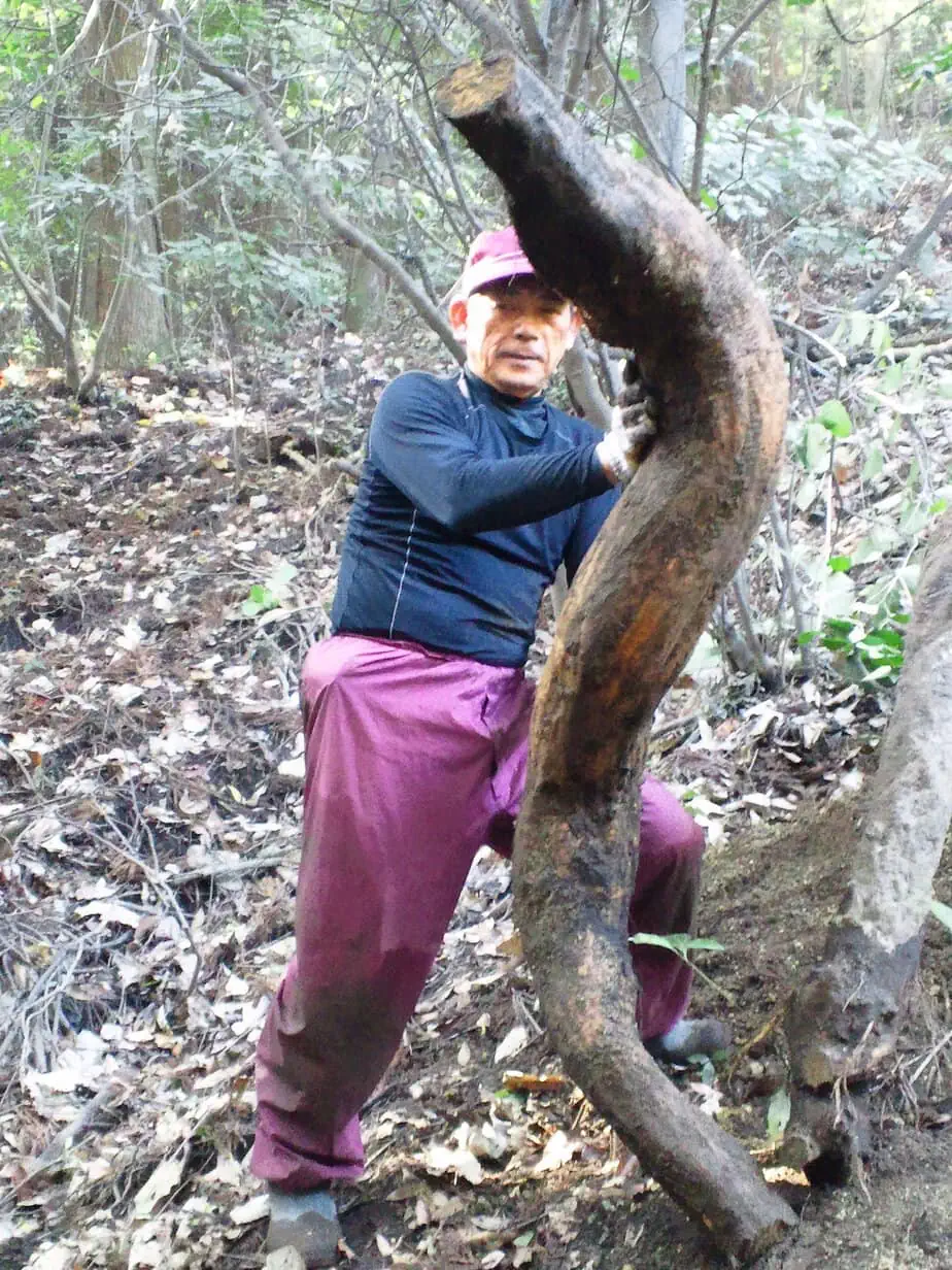 kuzu géante soulevée par un homme japonais dans une forêt