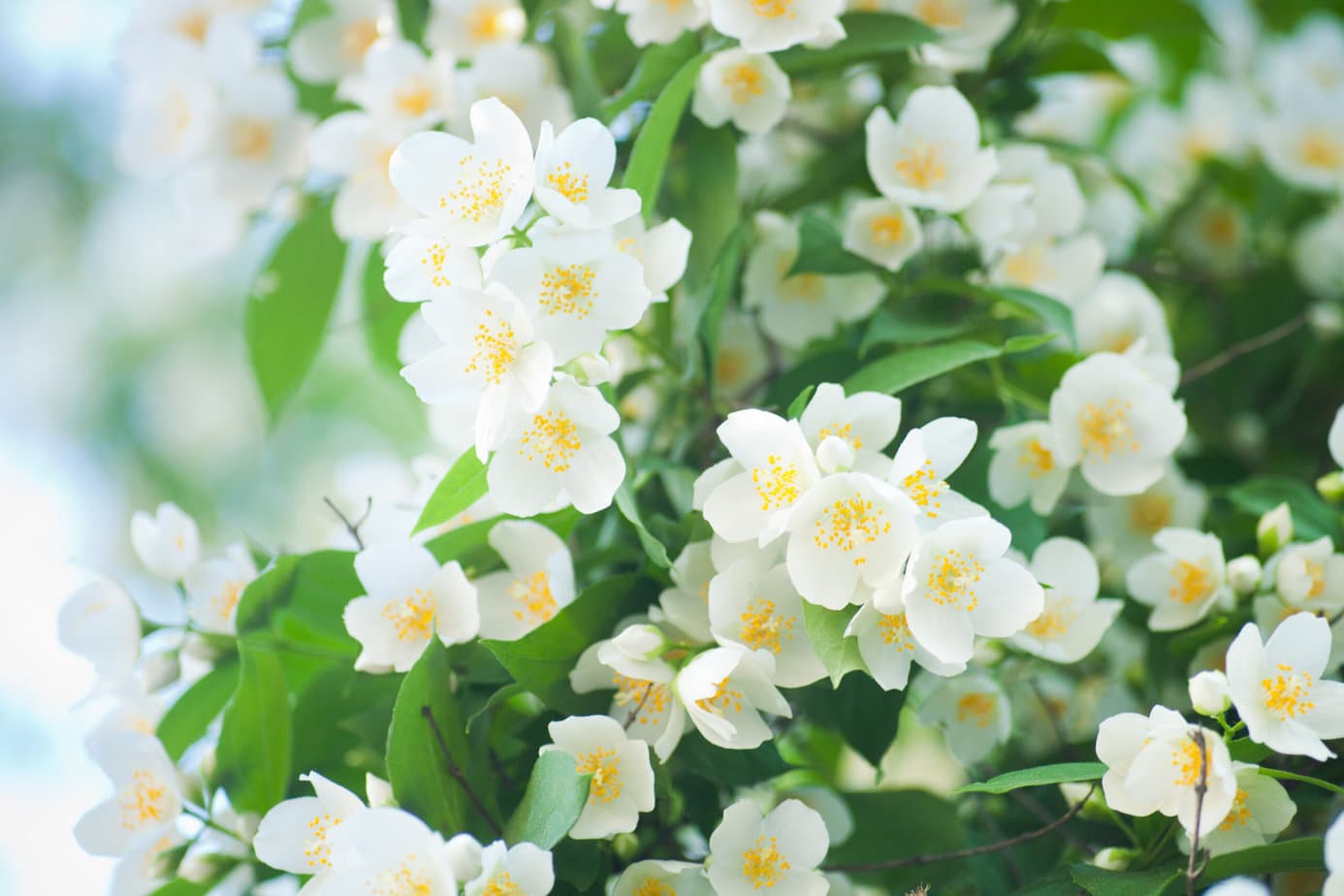 fleurs de jasmin sur leur arbre