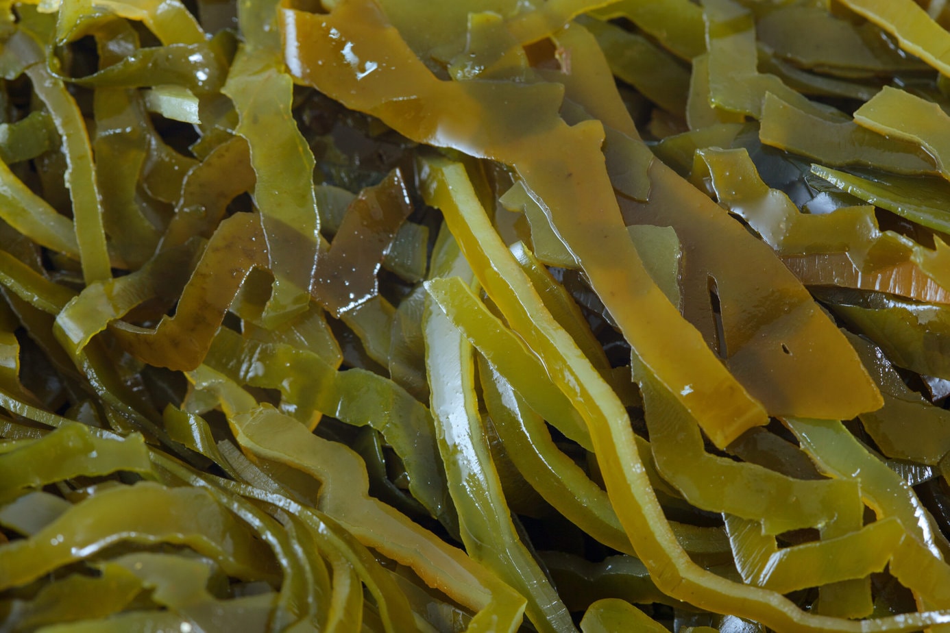 Laminaria frâiche et verte