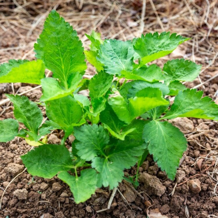 plant de mitsuba dans la terre