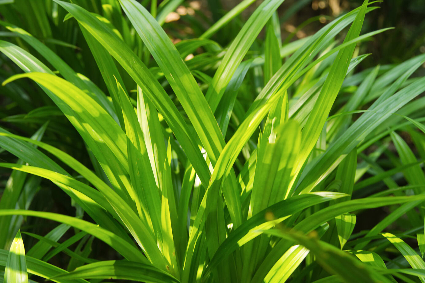 Feuilles vertes longues et étroites de pandanus éclairées par la lumière du soleil.