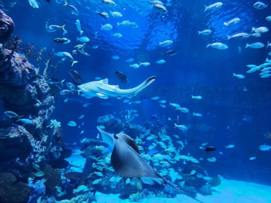 ماذا تفعل في بوكيت Aquaria Phuket, الحوض الكبير الذي يضم أسماك الراي والقروش, بوكيت