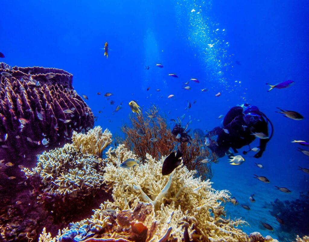 Menjangan Island, الشعاب المرجانية والأسماك تحت الماء, بالي